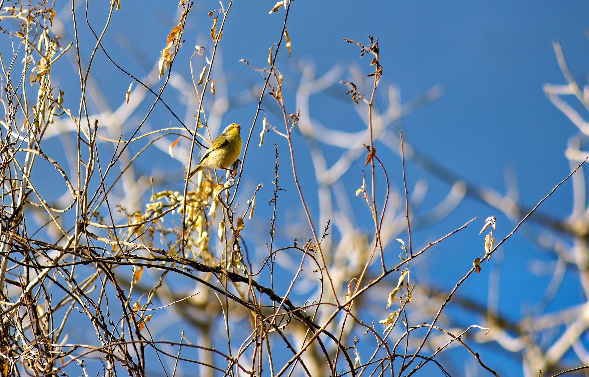 Graunackensänger (Neomixis tenella)
